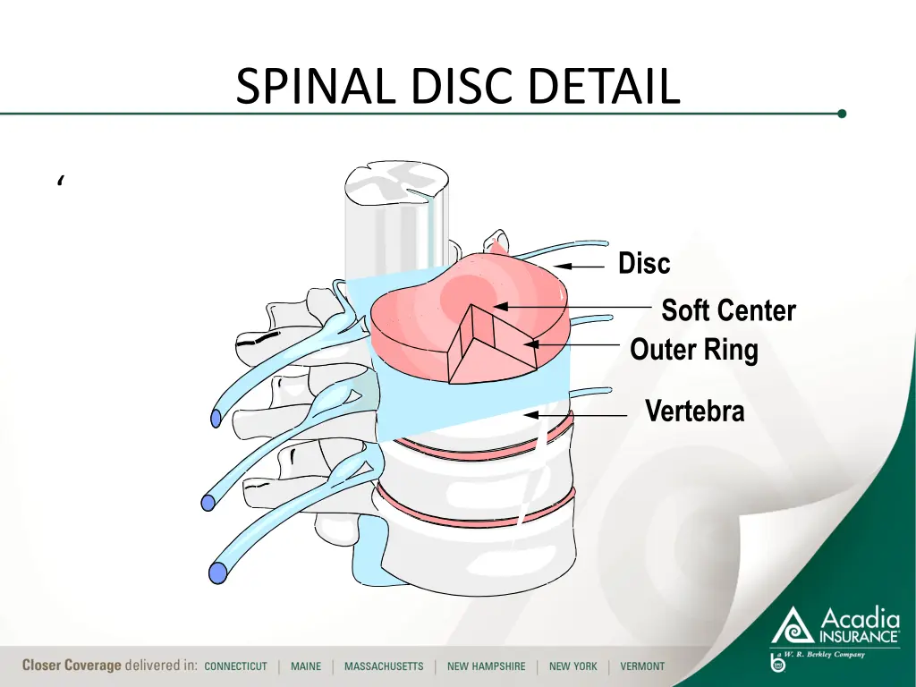 spinal disc detail