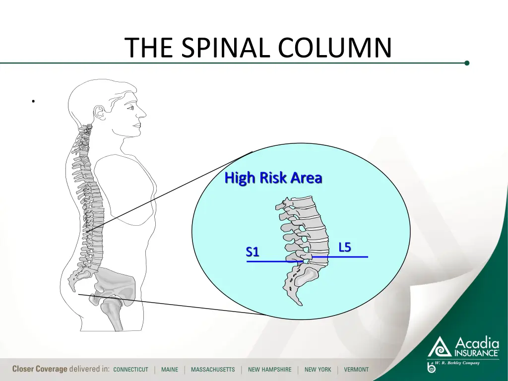 the spinal column