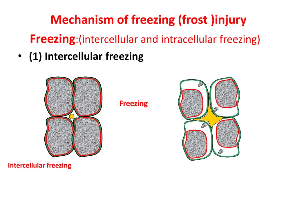 mechanism of freezing frost injury freezing