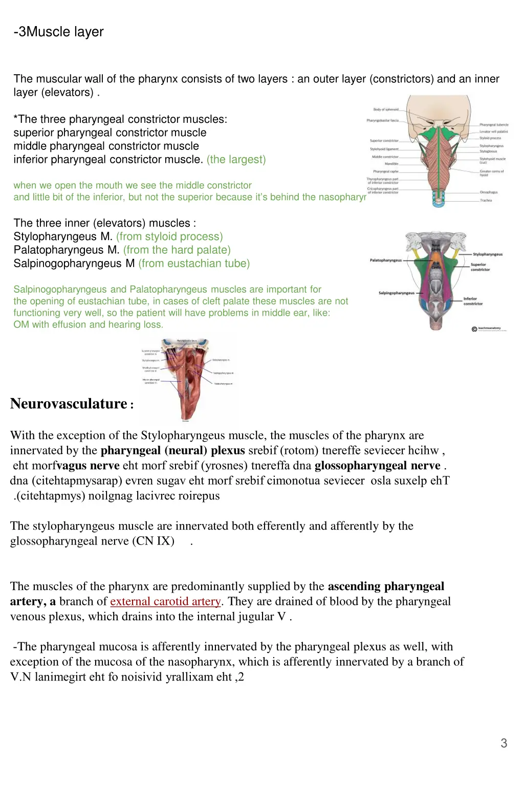 muscle layer