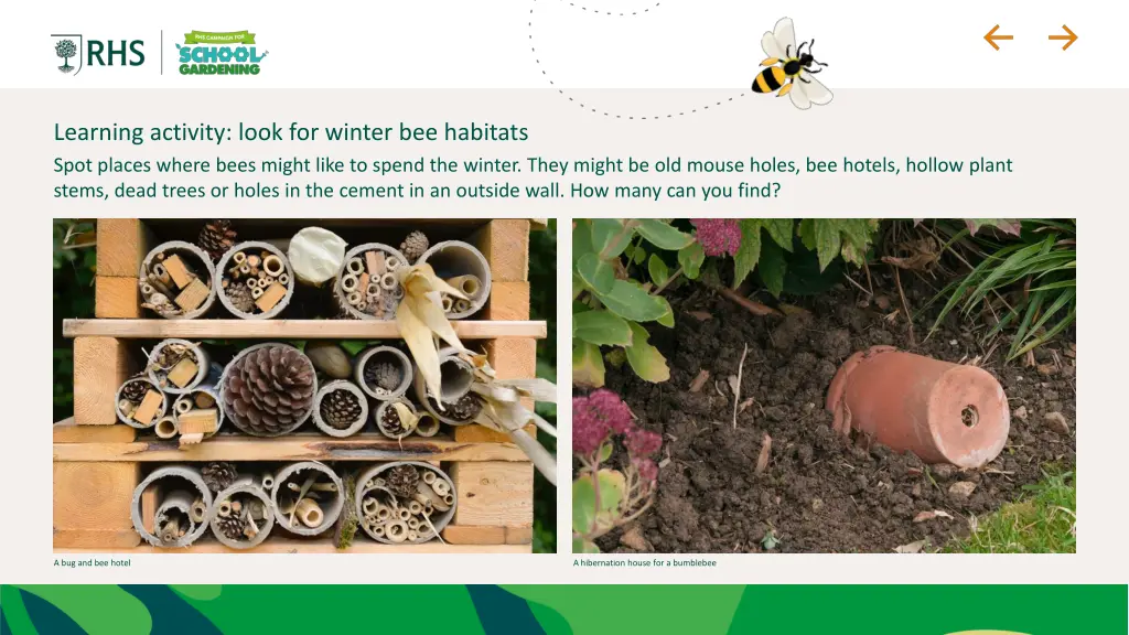 learning activity look for winter bee habitats