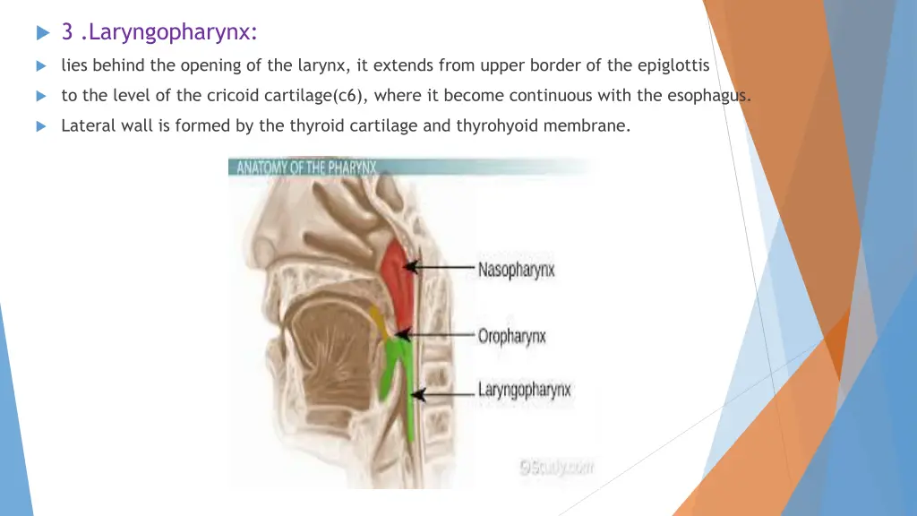 3 laryngopharynx