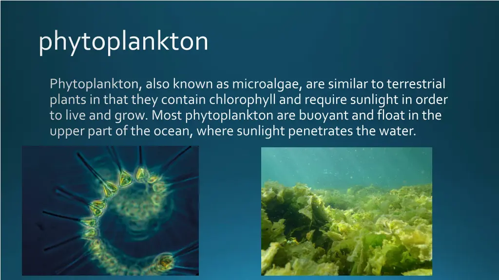 phytoplankton