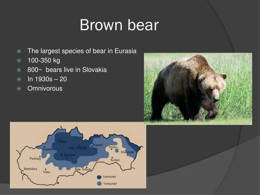 brown bear