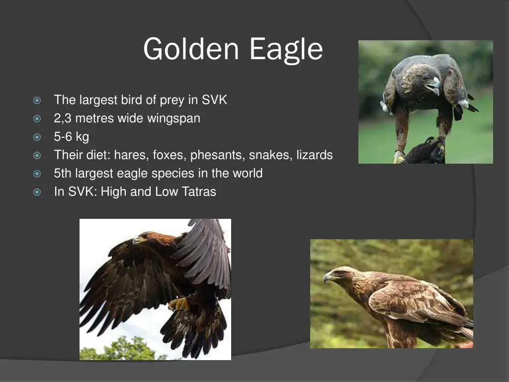 golden eagle