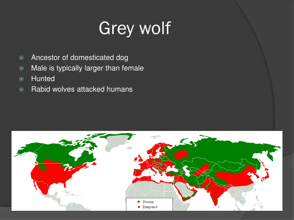 grey wolf