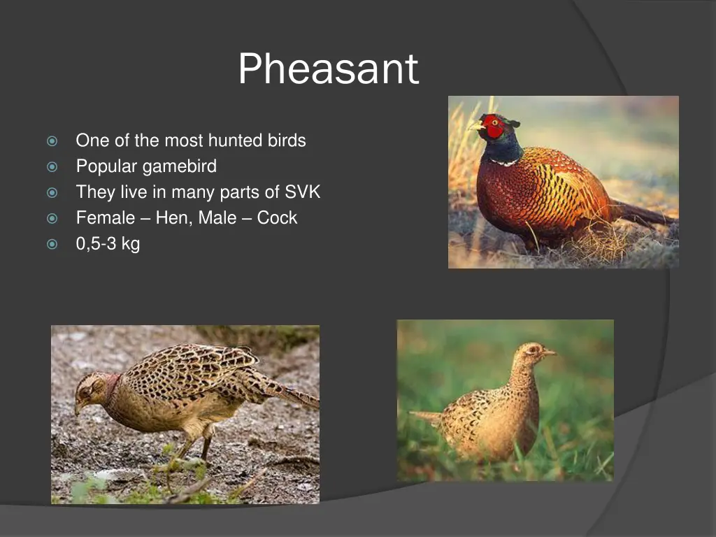 pheasant