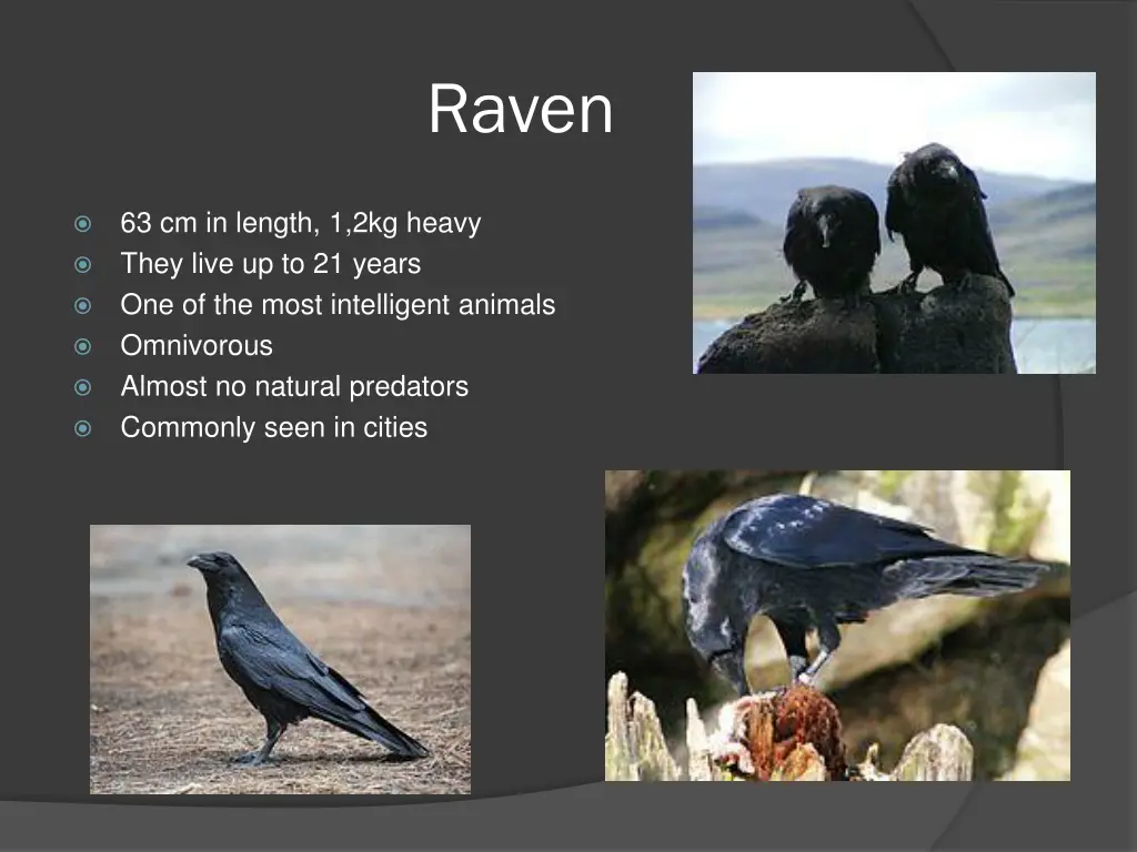 raven