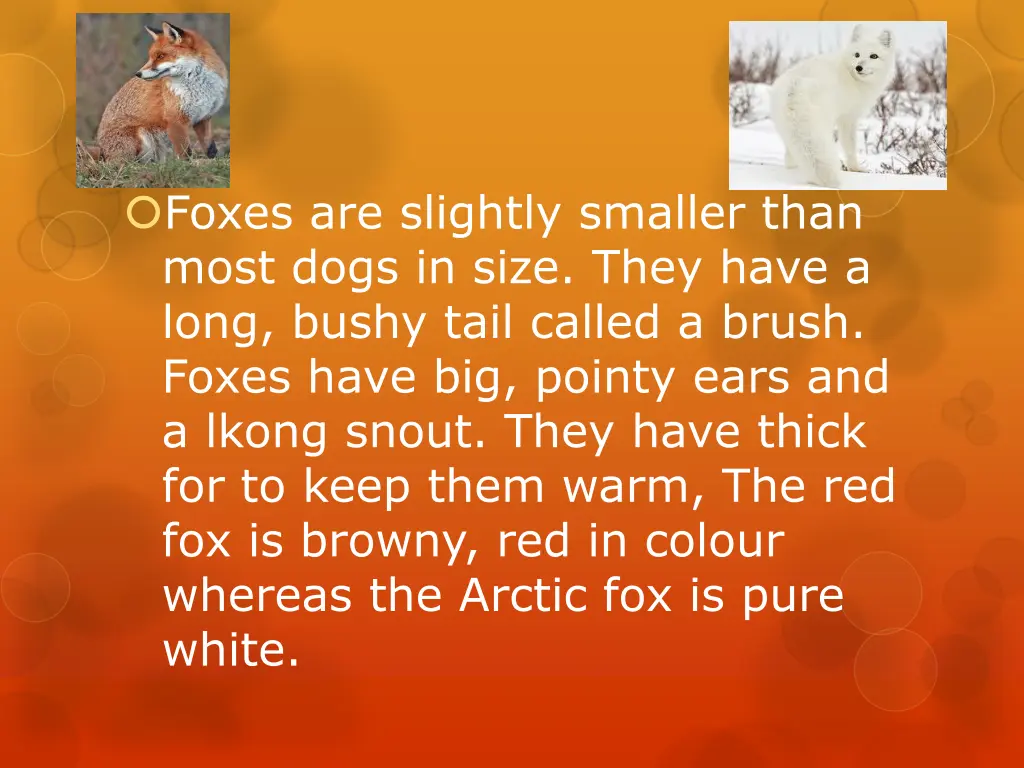 foxes are slightly smaller than most dogs in size