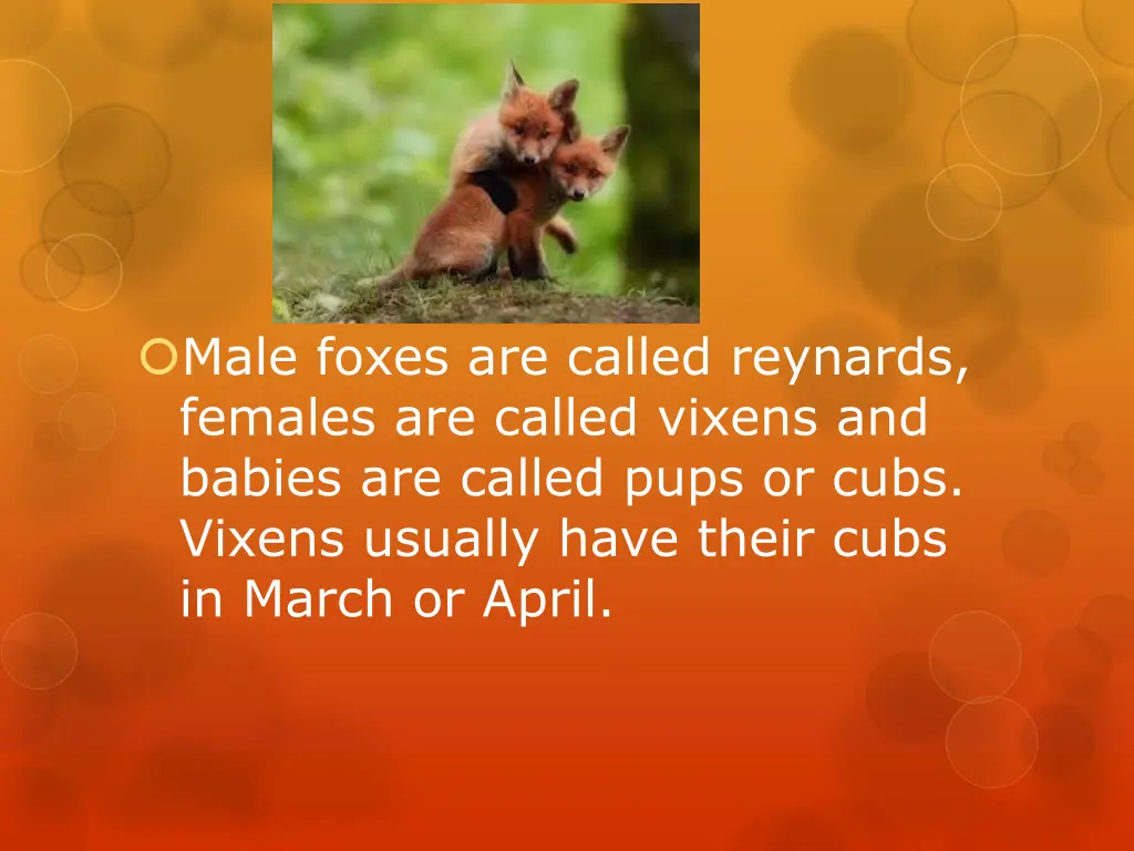 male foxes are called reynards females are called