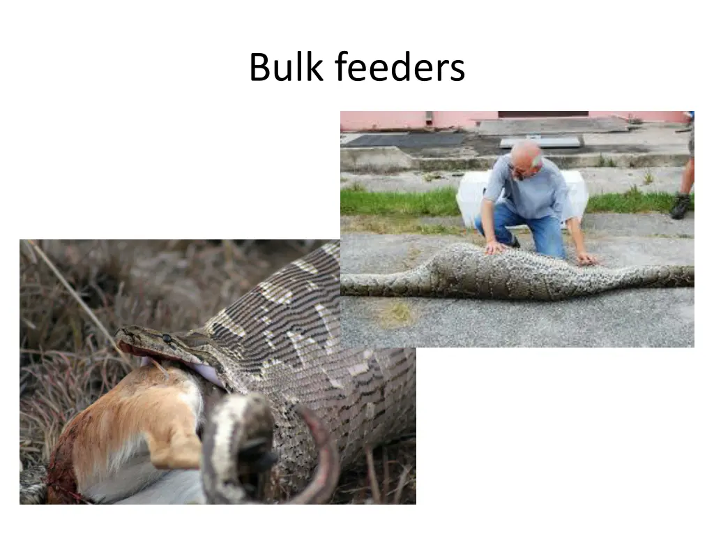 bulk feeders 1