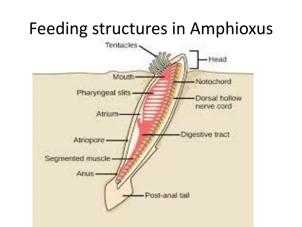 feeding structures in amphioxus