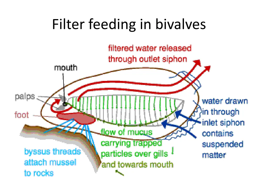 filter feeding in bivalves