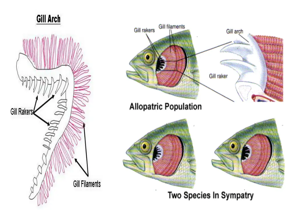 http www dfw state or us mrp fishid images gill