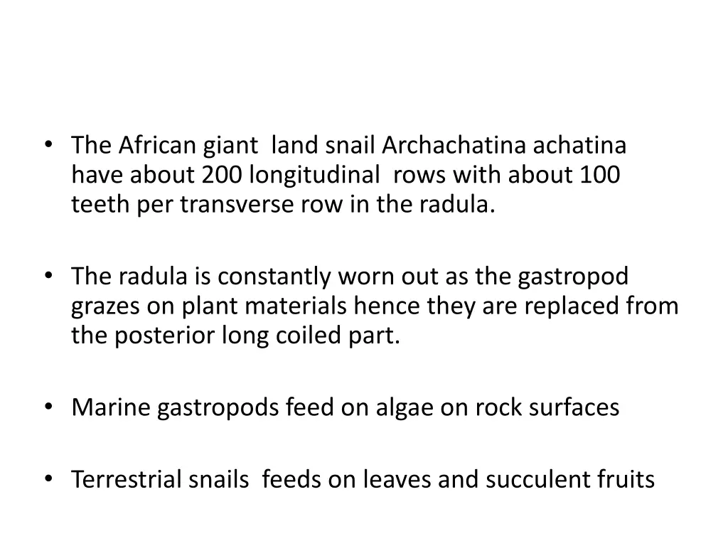 the african giant land snail archachatina