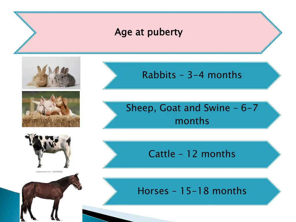 age at puberty