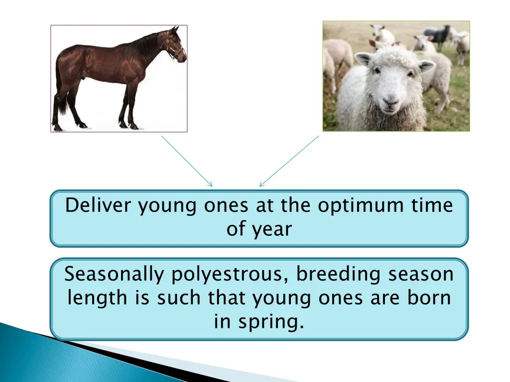 deliver young ones at the optimum time of year