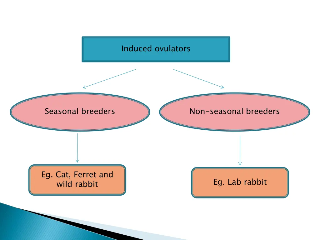 induced ovulators