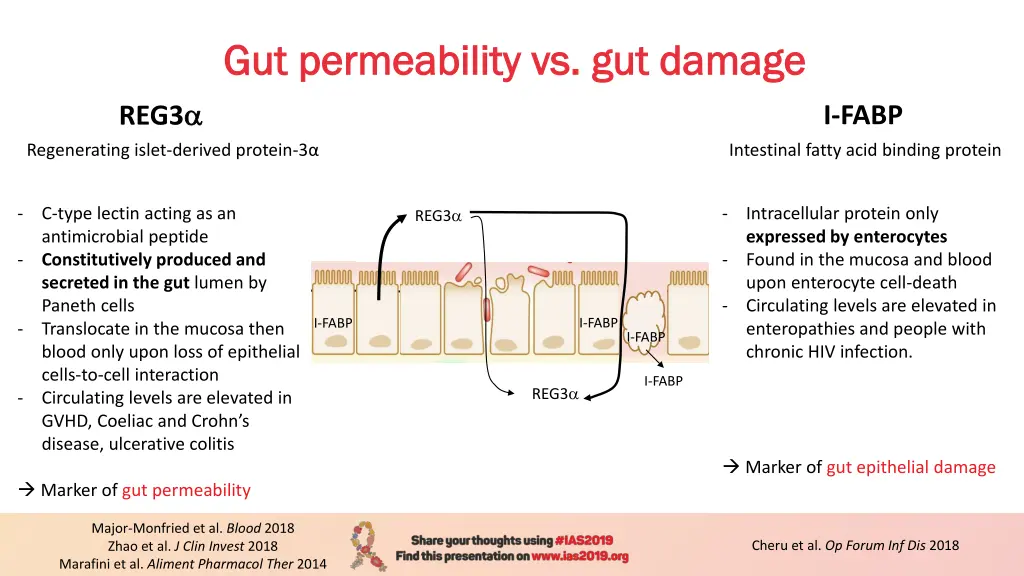 gut permeability vs gut damage gut permeability