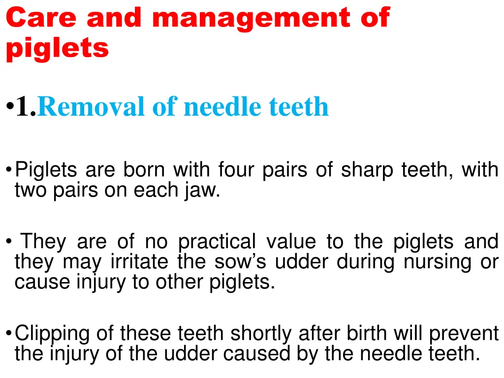 care and management of piglets