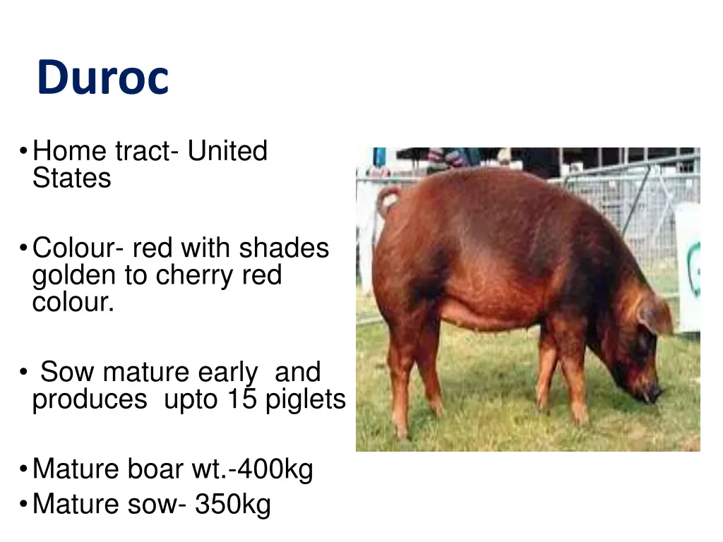 duroc