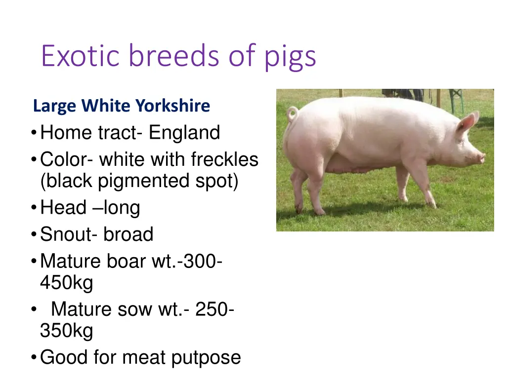 exotic breeds of pigs