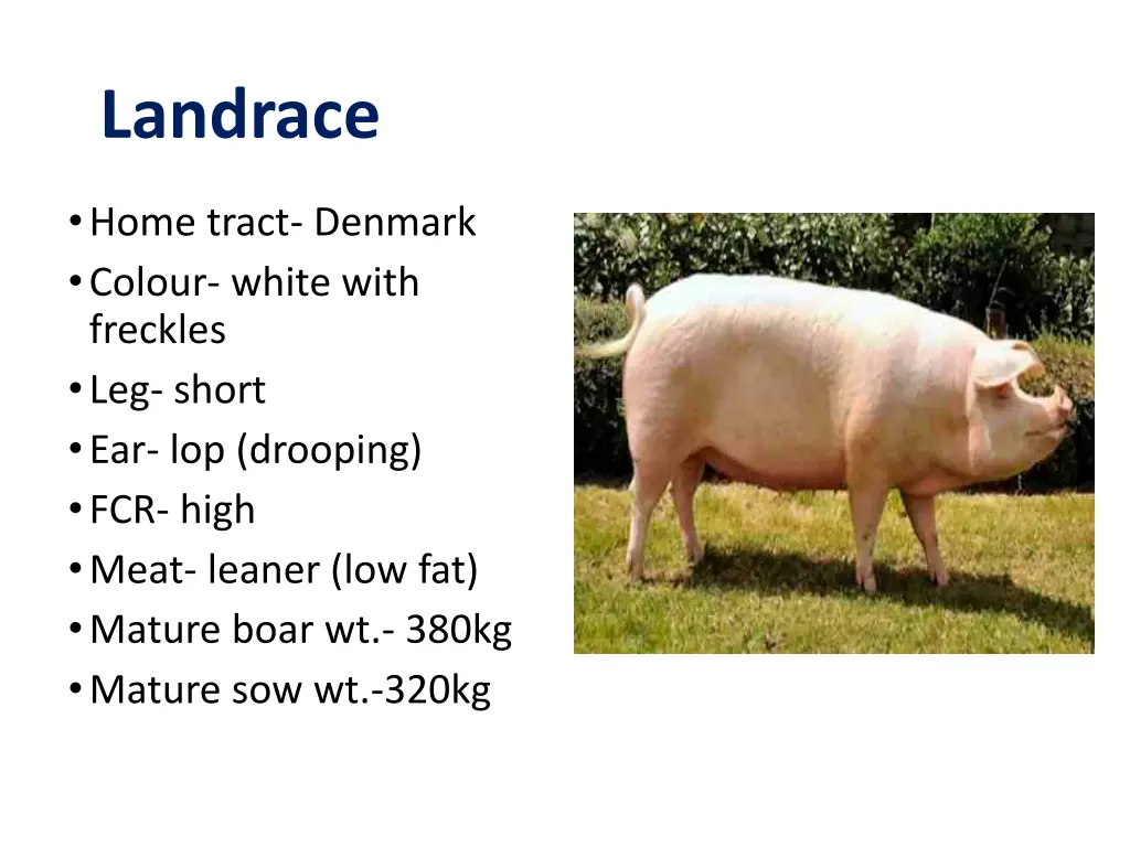 landrace