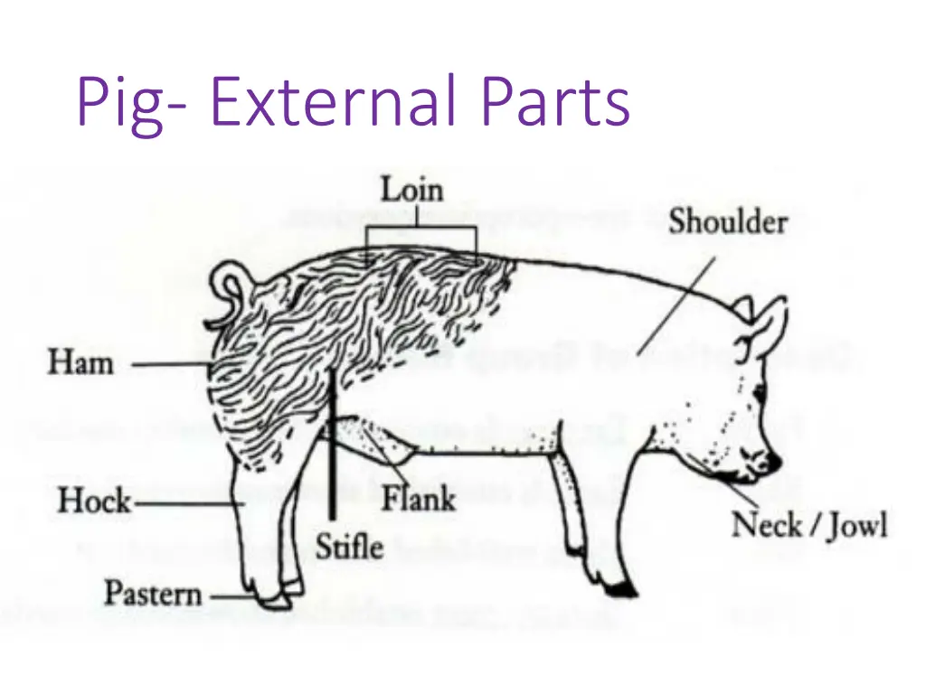 pig external parts