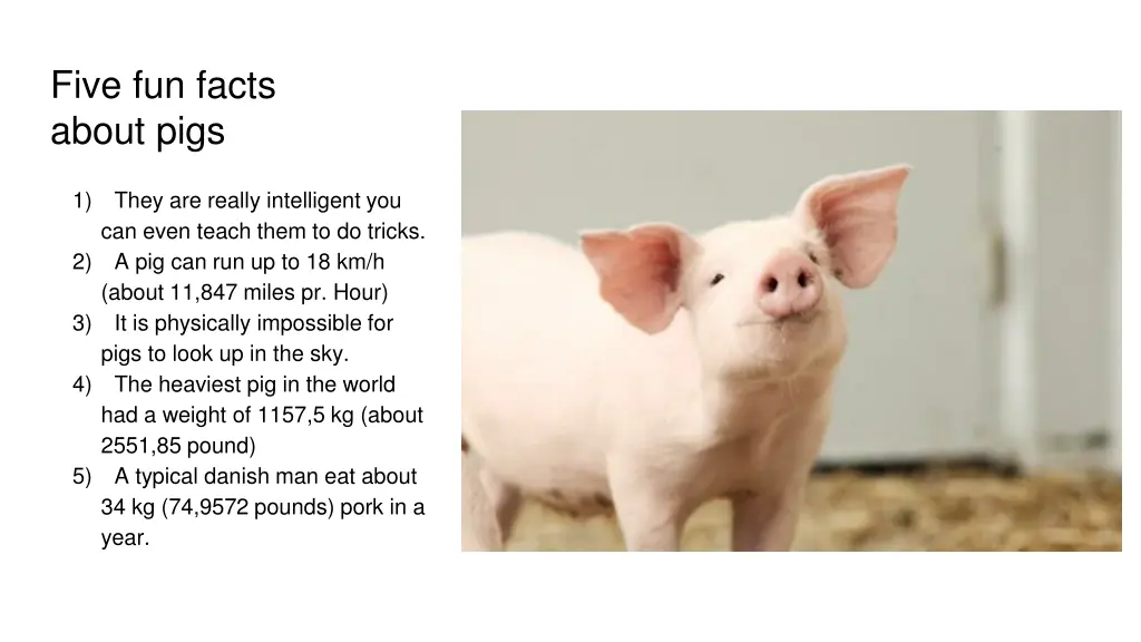 five fun facts about pigs