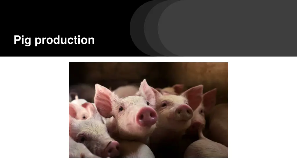 pig production