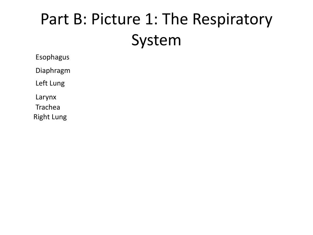 part b picture 1 the respiratory system