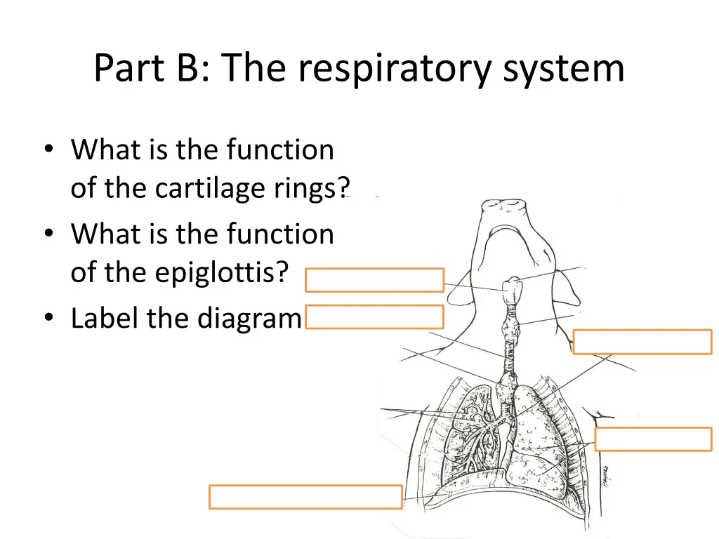 part b the respiratory system