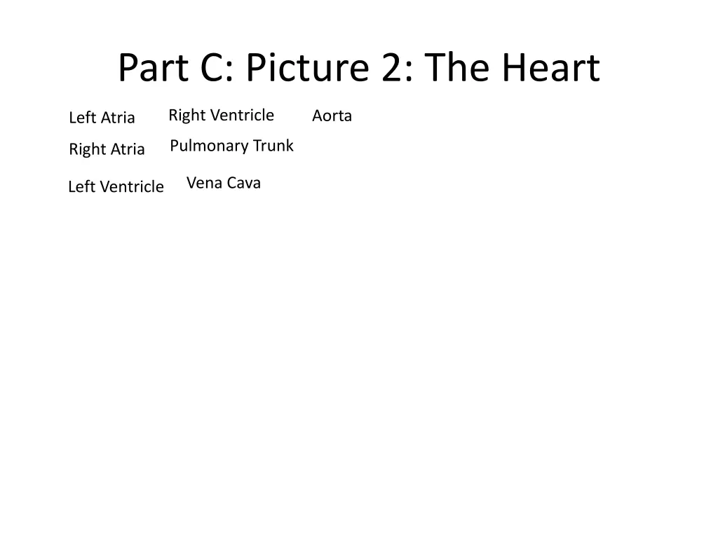 part c picture 2 the heart