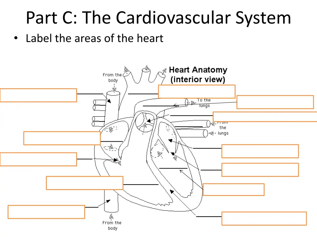 part c the cardiovascular system label the areas