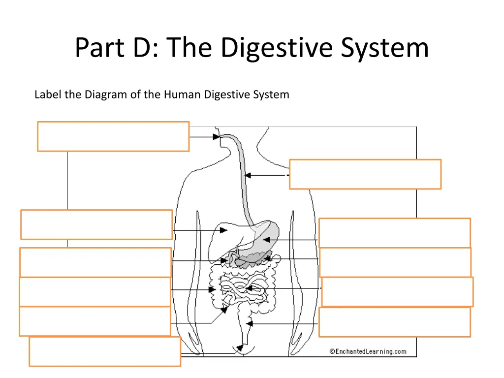 part d the digestive system 1