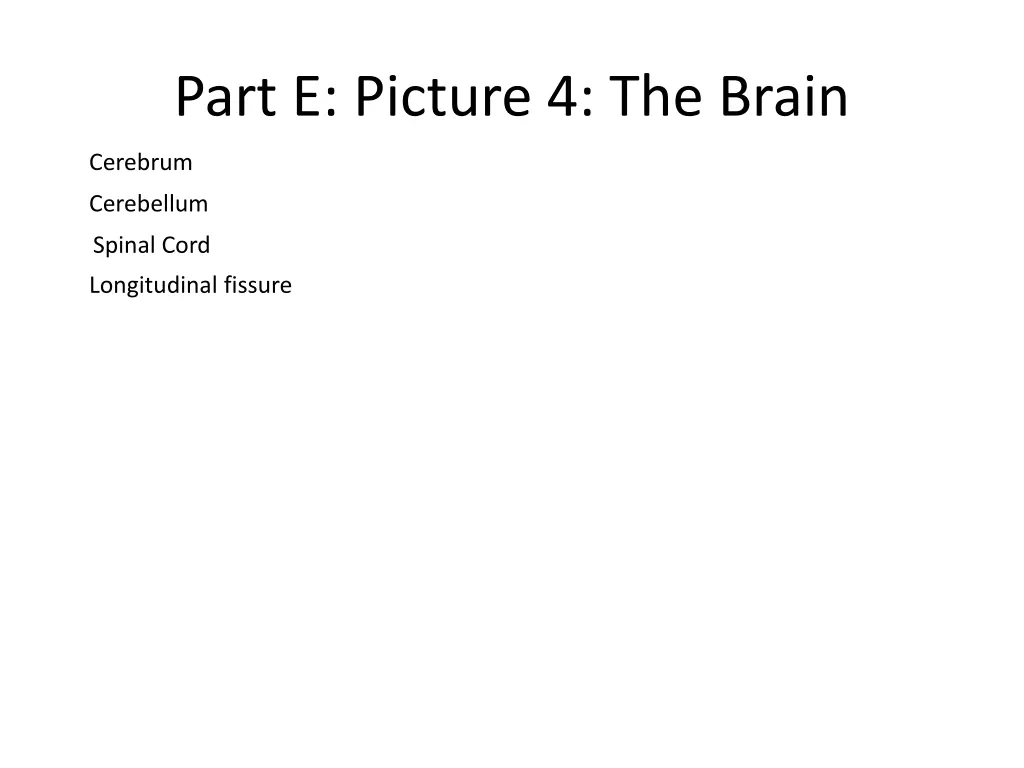 part e picture 4 the brain