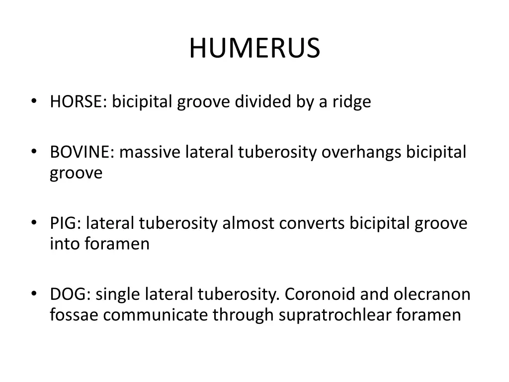 humerus