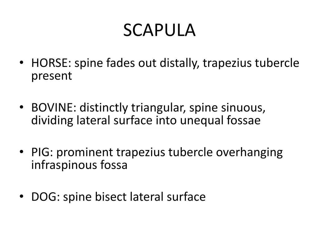 scapula