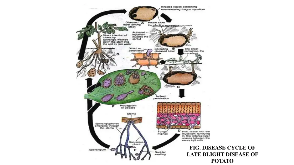 fig disease cycle of late blight disease of potato