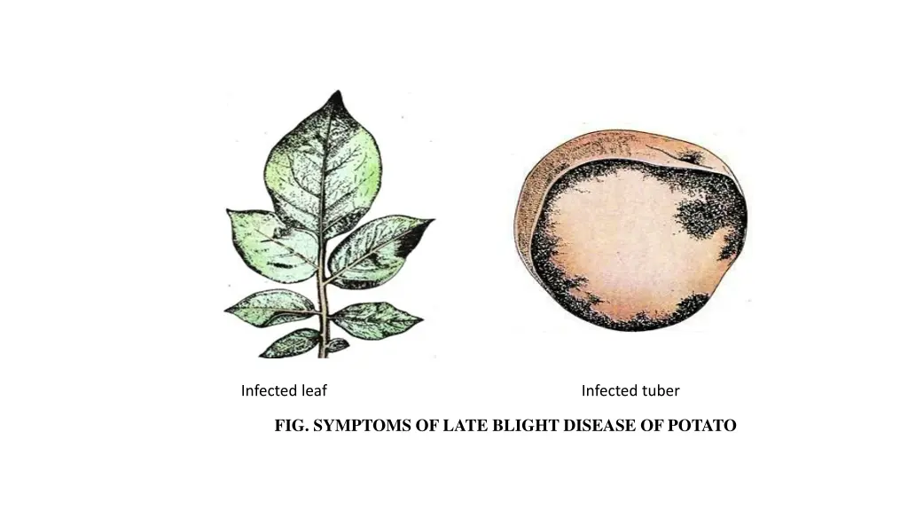 infected leaf