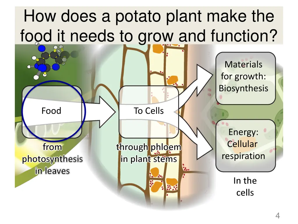 how does a potato plant make the food it needs