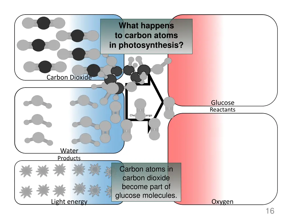 what happens to carbon atoms in photosynthesis