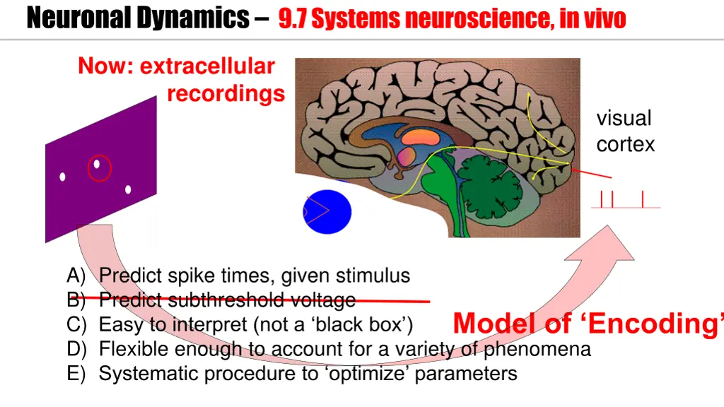 neuronal dynamics 9 7 systems neuroscience in vivo