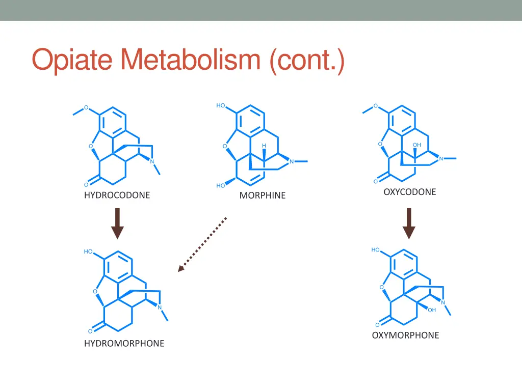 opiate metabolism cont