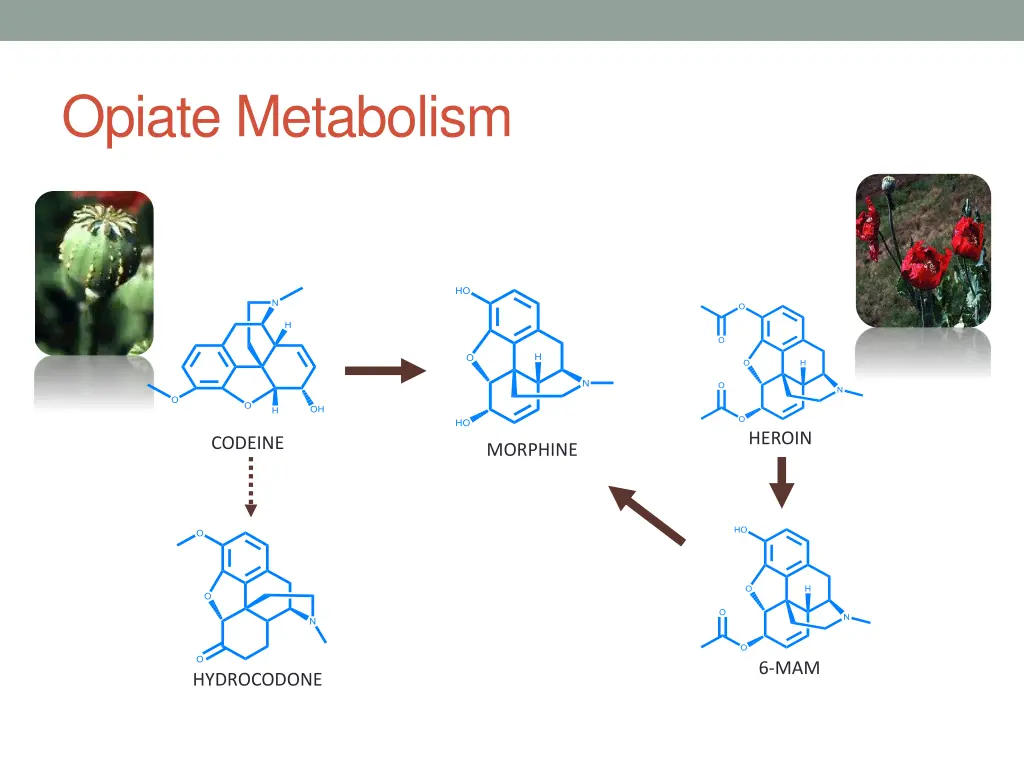 opiate metabolism