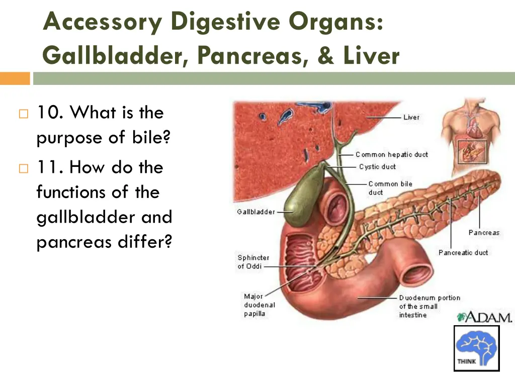 accessory digestive organs gallbladder pancreas