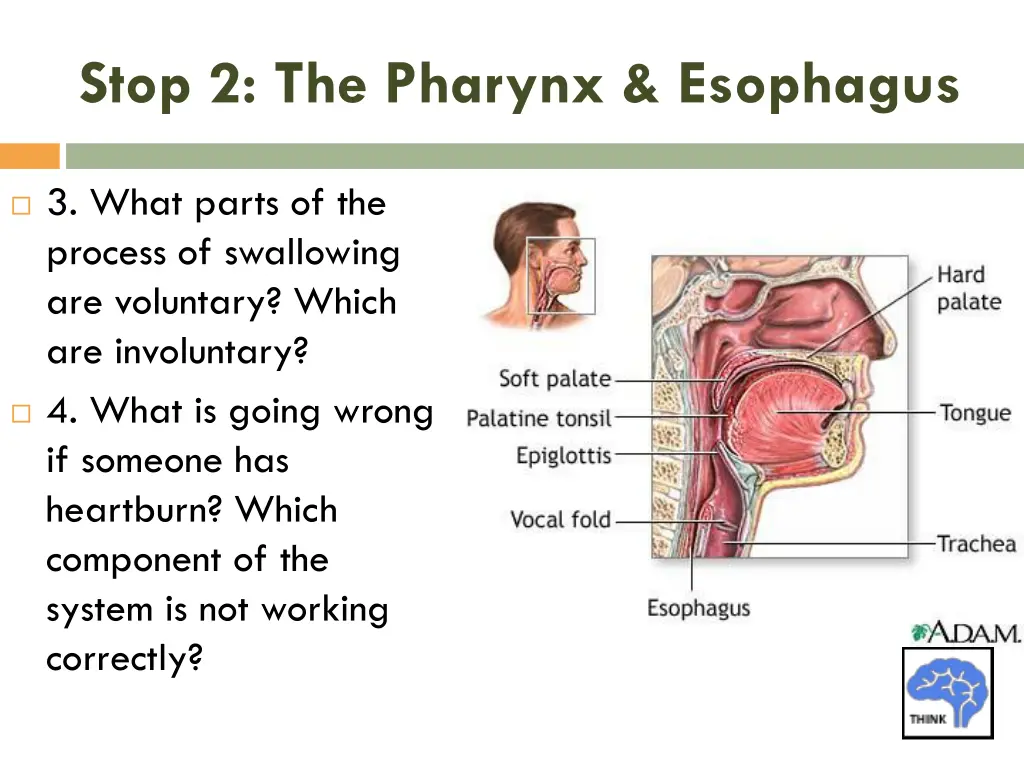 stop 2 the pharynx esophagus