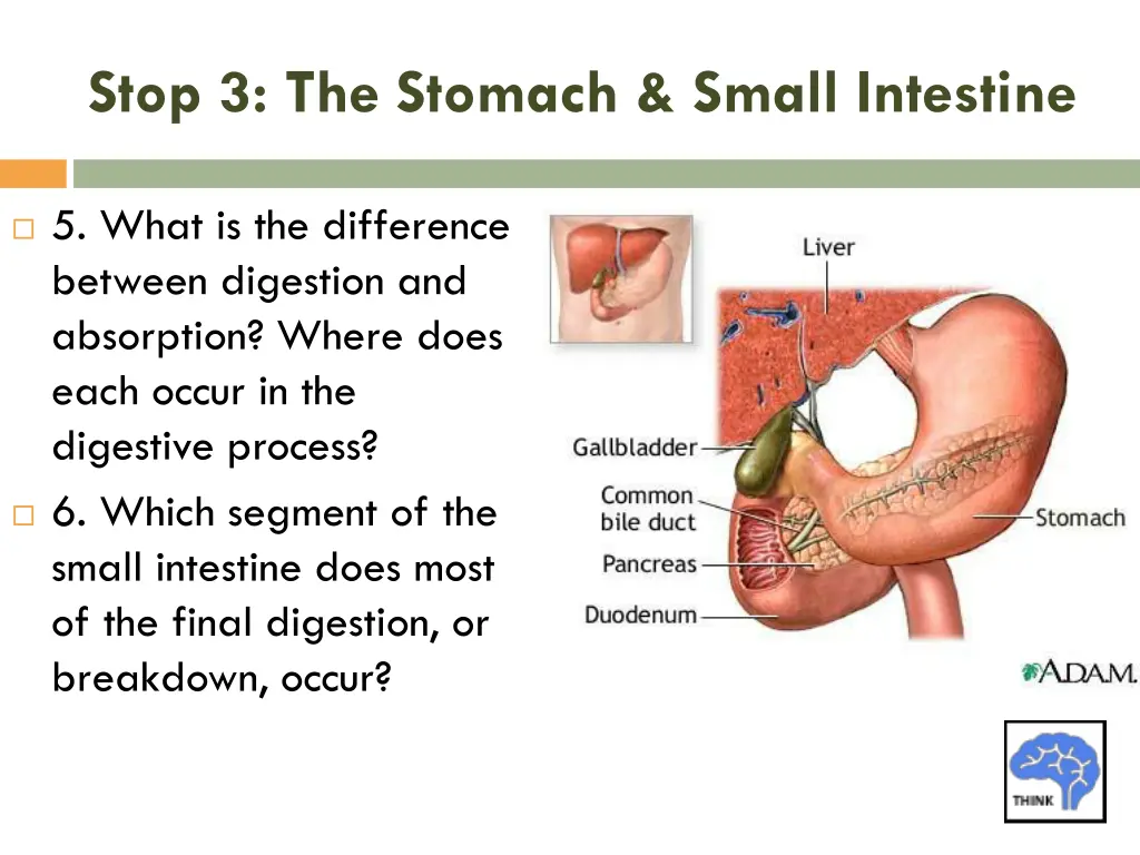 stop 3 the stomach small intestine