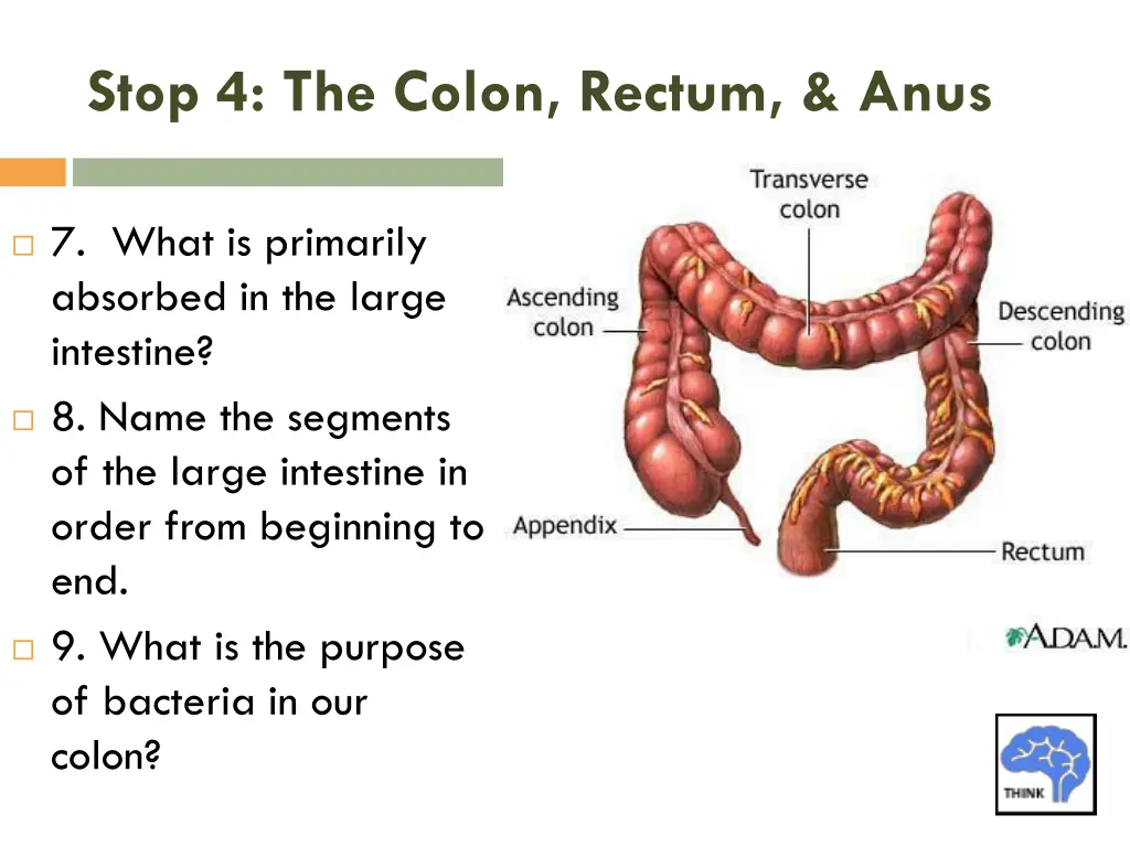 stop 4 the colon rectum anus