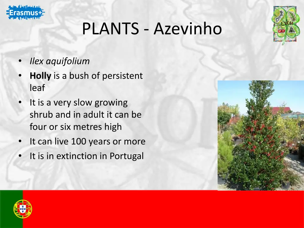 plants azevinho